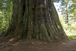 bigtree